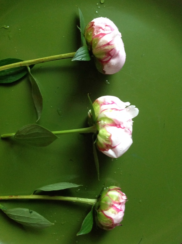 Cut peonies before foliage removal