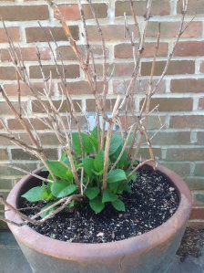 Hydrangea Niko Blue, leafing out in spring