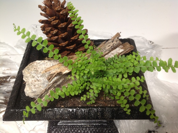 A small fern is planted into the soil and natural accessories are introduced: a pinecone, a rock, some bark.