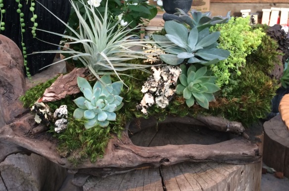 Not all terrariums are in glass: this beauty from Terrain is in a hollowed log.